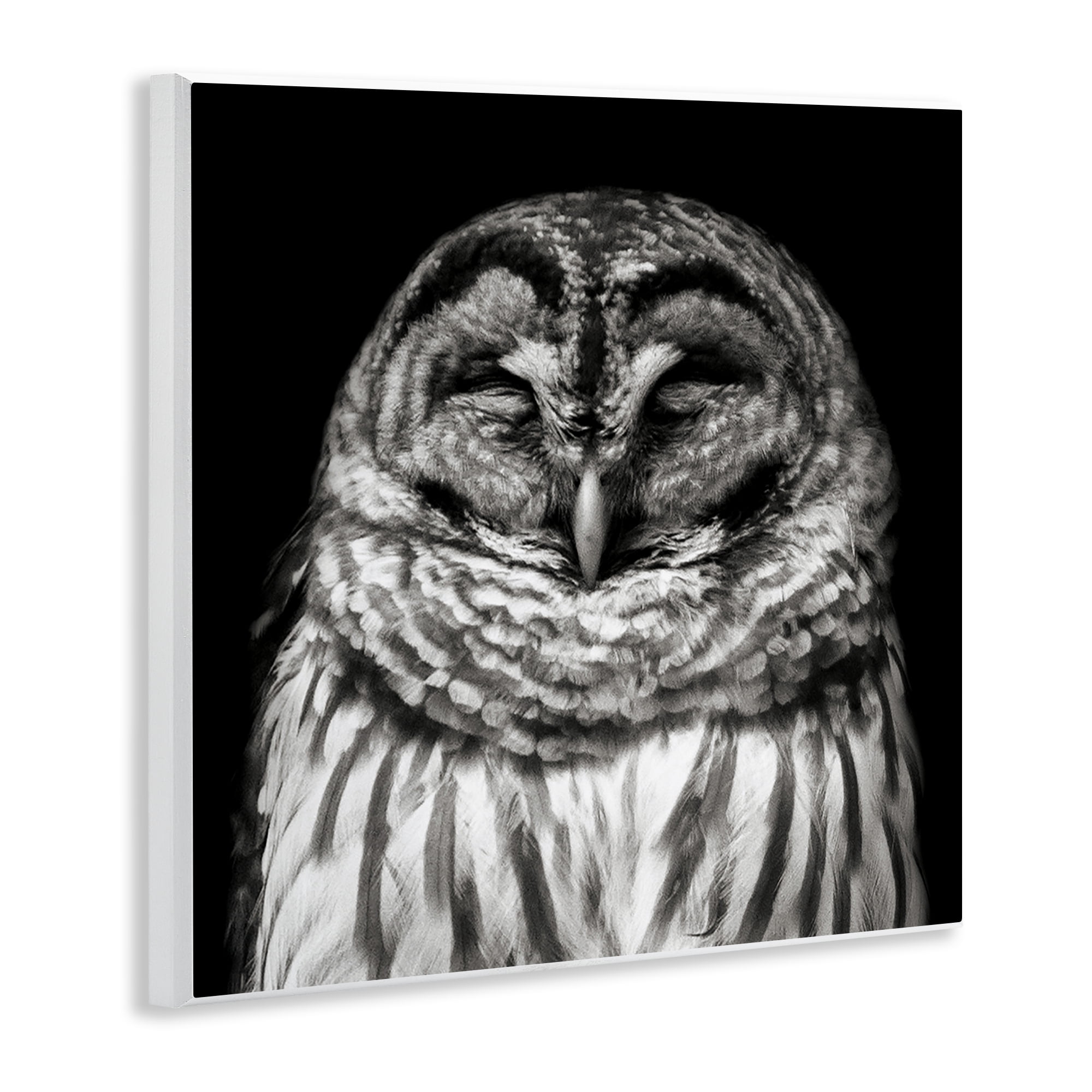 Stupell Industries Sleeping Owl Portrait Animals & Insects Photography Unframed Art Print Wall Art, 12 x 12