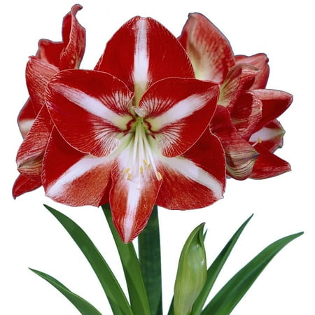 EuroBlooms Amaryllis Value 3-Pack Stargazer with Pots and Soil