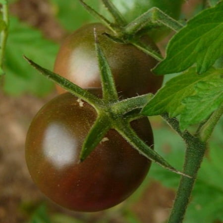Tomato Black Cherry Great Garden Heirloom Vegetable 50 (Best Cherry Tomato Seeds)