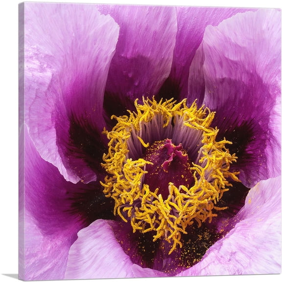 ARTCANVAS Peony Flower Home Decor Square Canvas Art Print - Size: 12" x 12" (0.75" Deep)