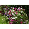 thumbnail image 3 of 100 Mixed Colors DRUMMOND PHLOX MIX Pink, Red, & White Phlox Drummondii Flower Seeds, 3 of 11