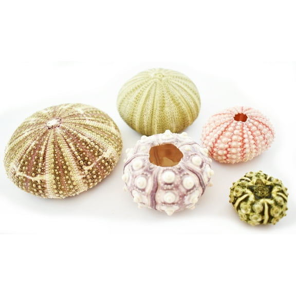 Sea Urchin Sampler: Alfonso,Sputnik,Pink,Green and Mini Sea Urchins-5 pc Set for Beach Crafts and Coastal Decorating