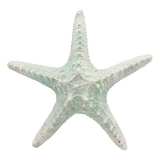 Buy Seashells, Starfish & Coastal Decor • Sage, Rocks & Crystals