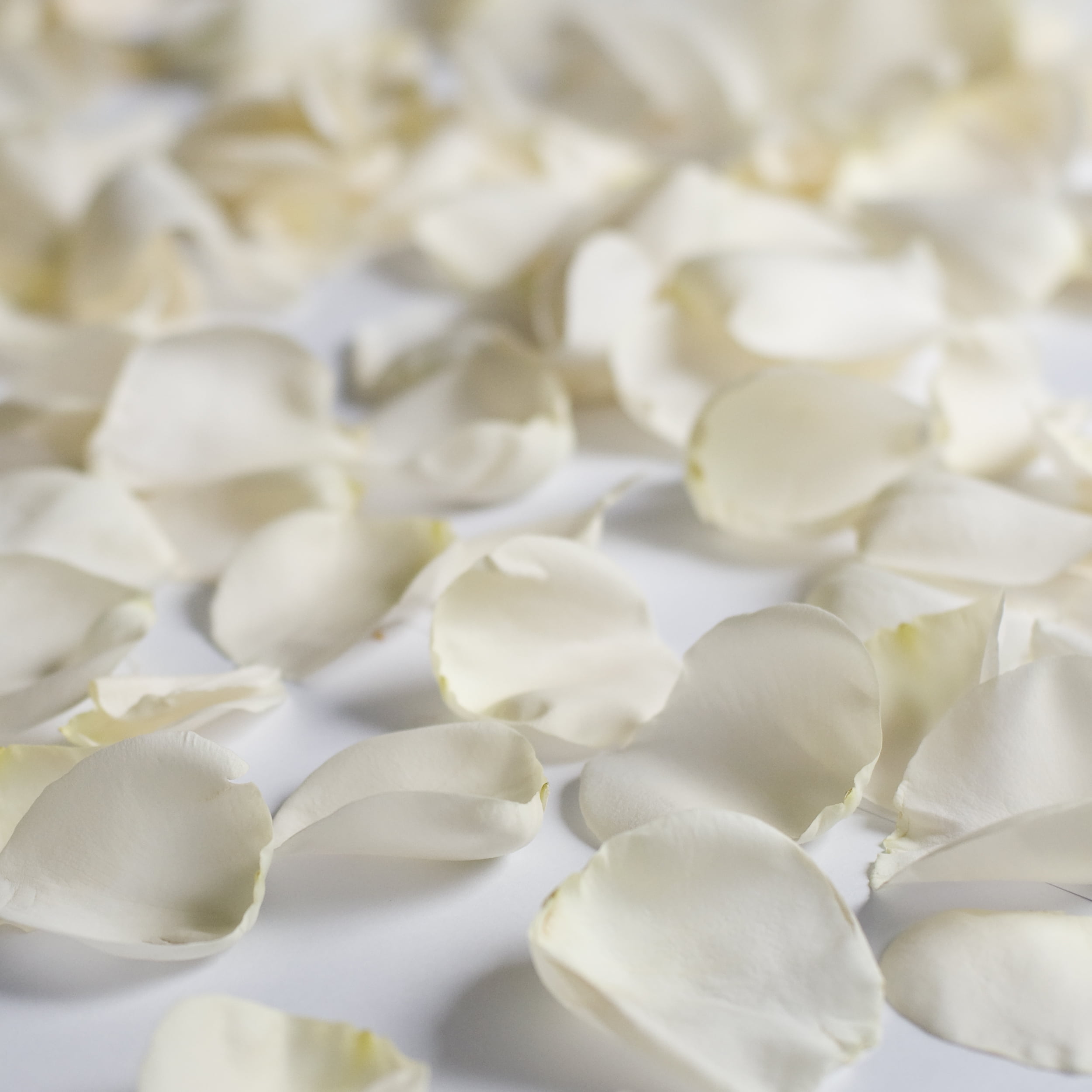 Where To Find Fresh Rose Petals Near You: A Comprehensive Guide