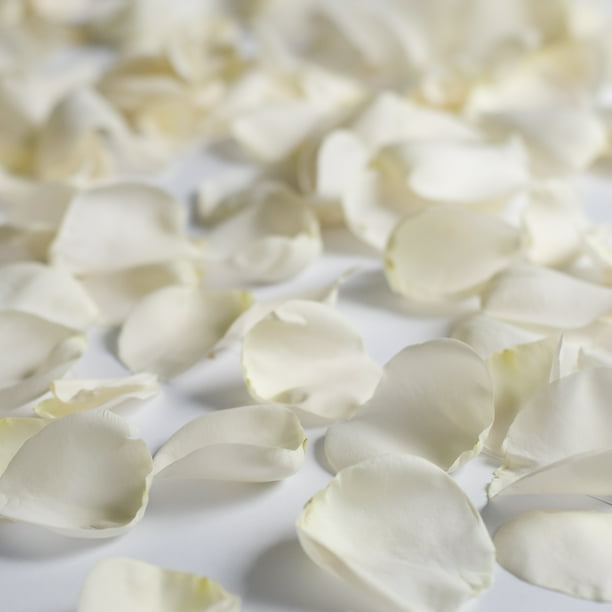 Fresh White Rose Petals, Approximately 3000 units by InBloom Group