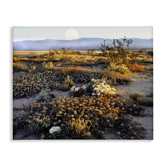 Stupell Industries Rustic Lodge Mountain View Desert Vegetation Canvas Art, 30 x 24, by Danita Delimont