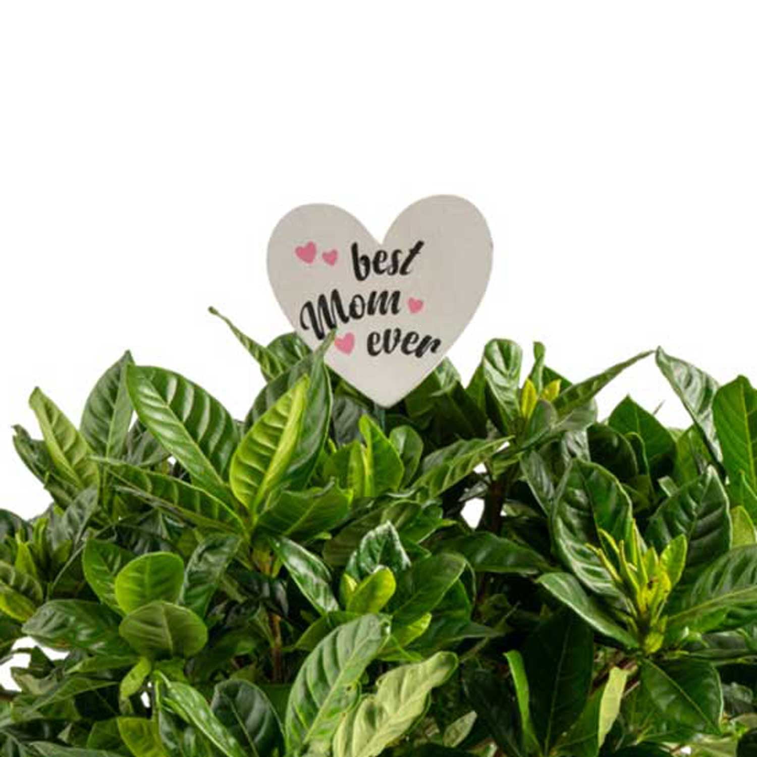 12" Gardenia Live Outdoor Plant in 6" Grower Pot