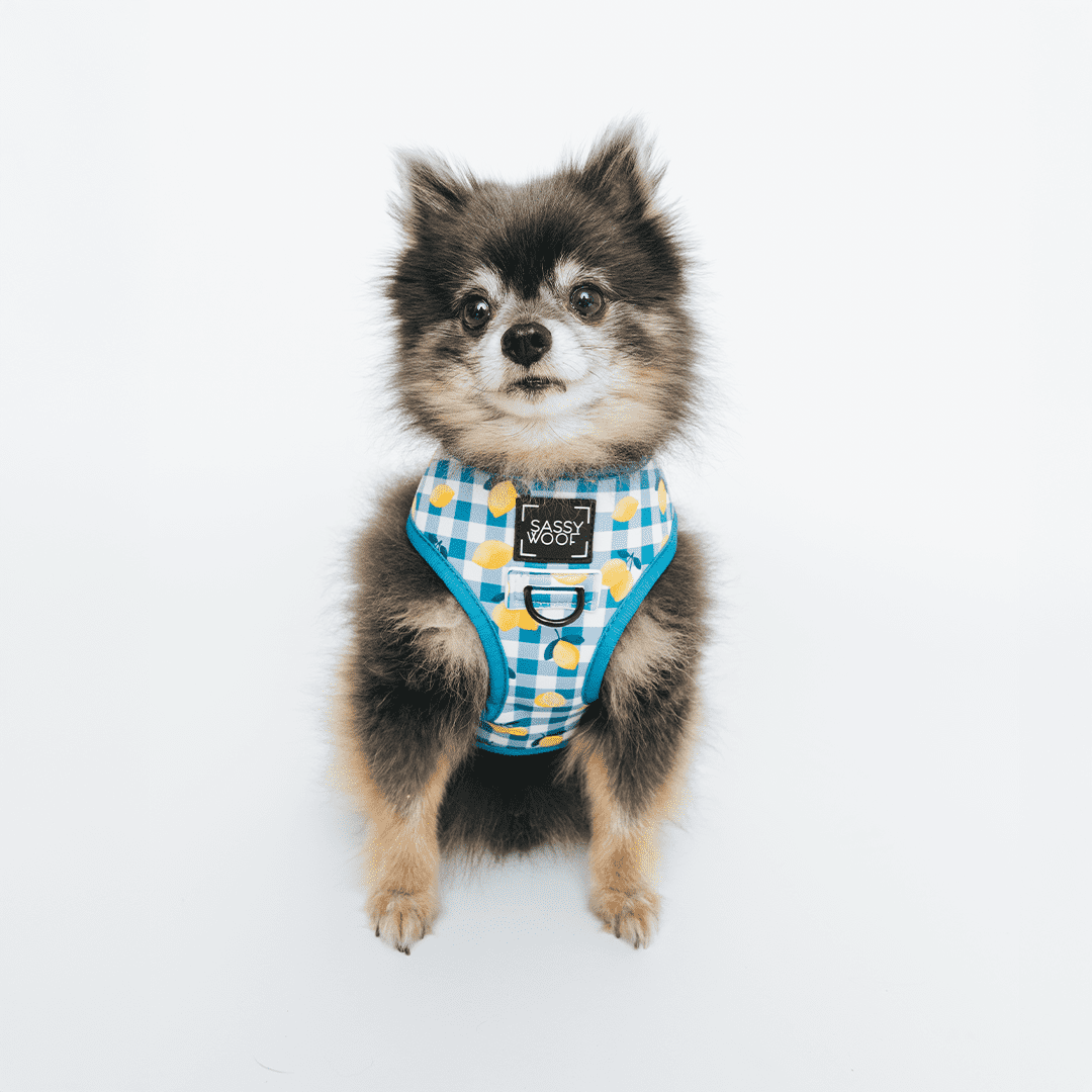 Sassy Woof Comfort Dual-Clip Reversible Dog Harness - Lemonade Stand, Extra Small