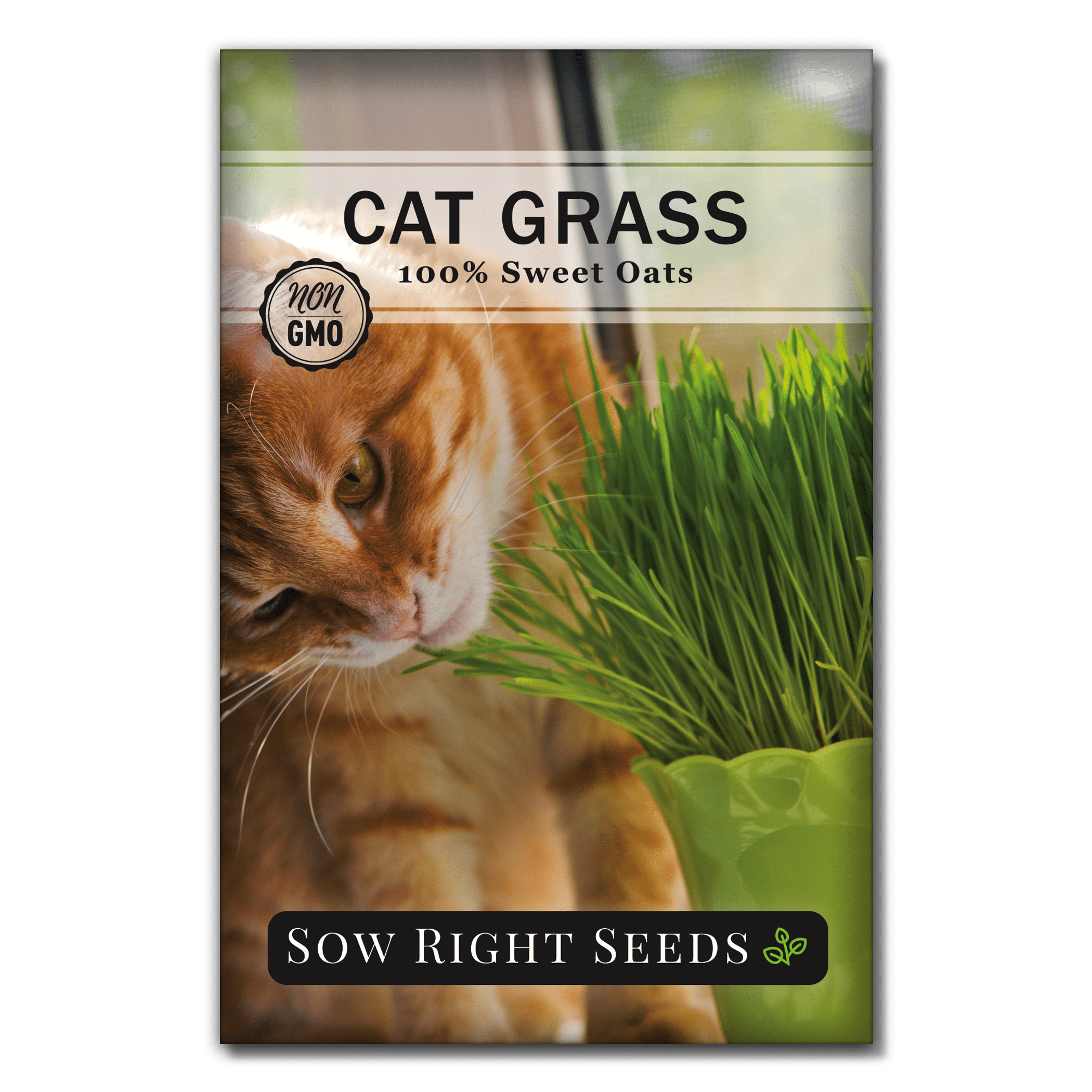 Grass head Grass Pet   CAT Grow your own educational  ideal gift 