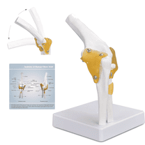 Vibeat Life-Size Human Shoulder Joint Anatomy Model with Flexible ...
