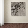 thumbnail image 3 of Trademark Fine Art "Zebra" Canvas Art by Color Bakery, 3 of 3