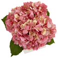 thumbnail image 2 of Nearly Natural 1448-PK Hydrangea in New Baby Ceramic, Pink, 2 of 2