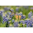 thumbnail image 2 of Nussbaumer, Rolf 14x11 White Modern Wood Framed Museum Art Print Titled - Black-Chinned Hummingbird, 2 of 4