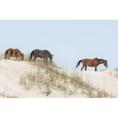 Wild Mustangs (Banker Horses) (Equus Ferus Caballus) in Currituck National Wildlife Refuge Print Wall Art By Michael