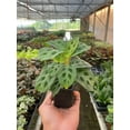 thumbnail image 4 of House Plant 4-MARANTA-LEUCONEURA Maranta Leuconeura Plant in 4 in. Pot, 4 of 9