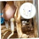 thumbnail image 3 of 1 juego de ordeñadora para ganado vacuno y ovino, suministros agrícolas, equipo agrícola, ordeñadora manual, ordeñadora portátil, extractor de leche manual, 3 of 5