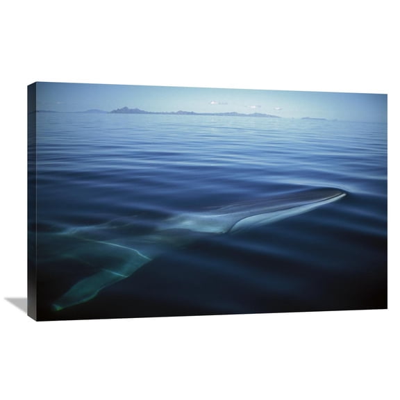 Global Gallery Tui De Roy,'Fin Whale at winter feeding grounds, Sea of Cortez, Baja California, Mexico' Stretched Canvas Artwork