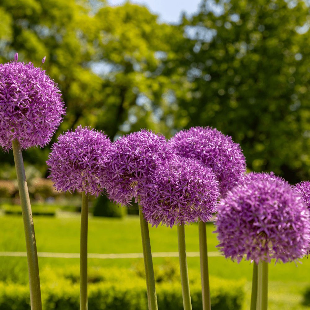 Pack of 250 Giant Allium Seeds for Planting, Ornamental Onions, Purple Allium Flowers