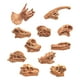 thumbnail image 2 of Gwong Juguete 11 unids / set dinosaurio fósil modelo alta simulación pintada a mano carnotaurus dinosaurio cráneo fósil figurilla para niños Gwong 30011293, 2 of 6