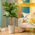 thumbnail image 4 of Costa Farms 40" Tall Fiddle Leaf Fig, Live House Plants in 10" Décor Pot, 4 of 10