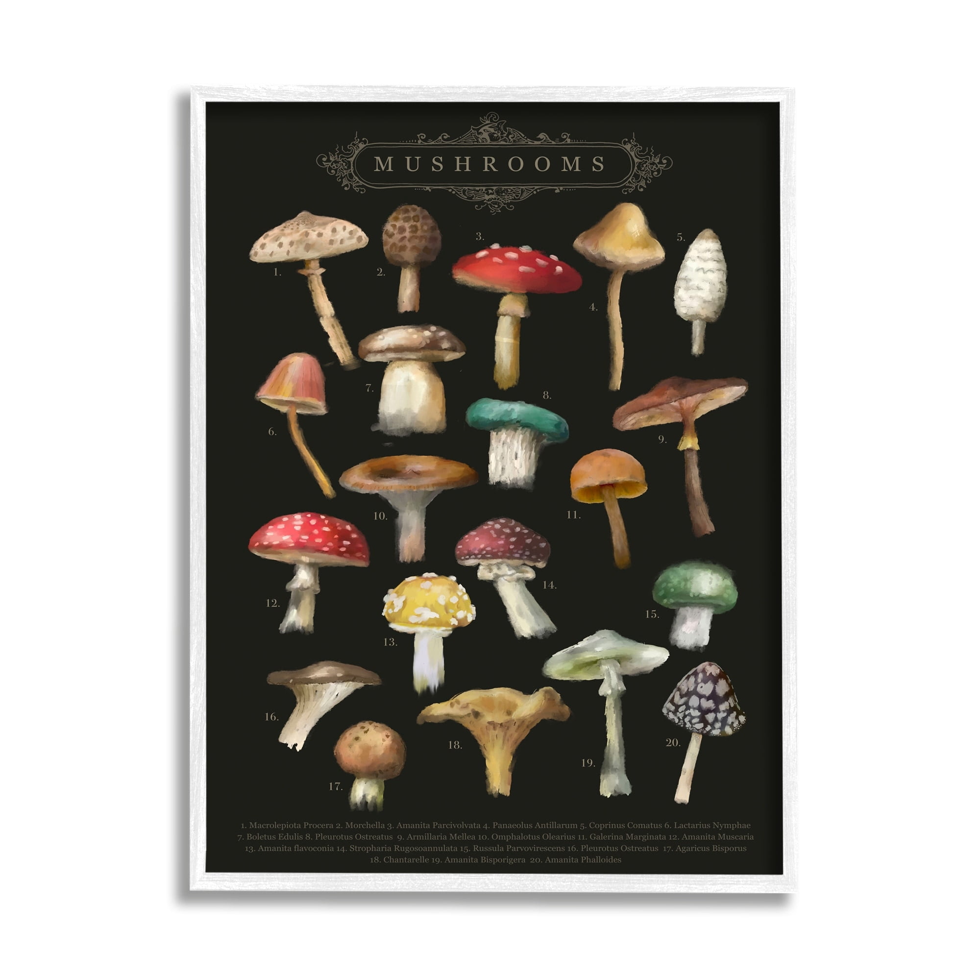 Stupell Industries Dark Informative Mushroom Chart Landscape Painting White Framed Art Print Wall Art