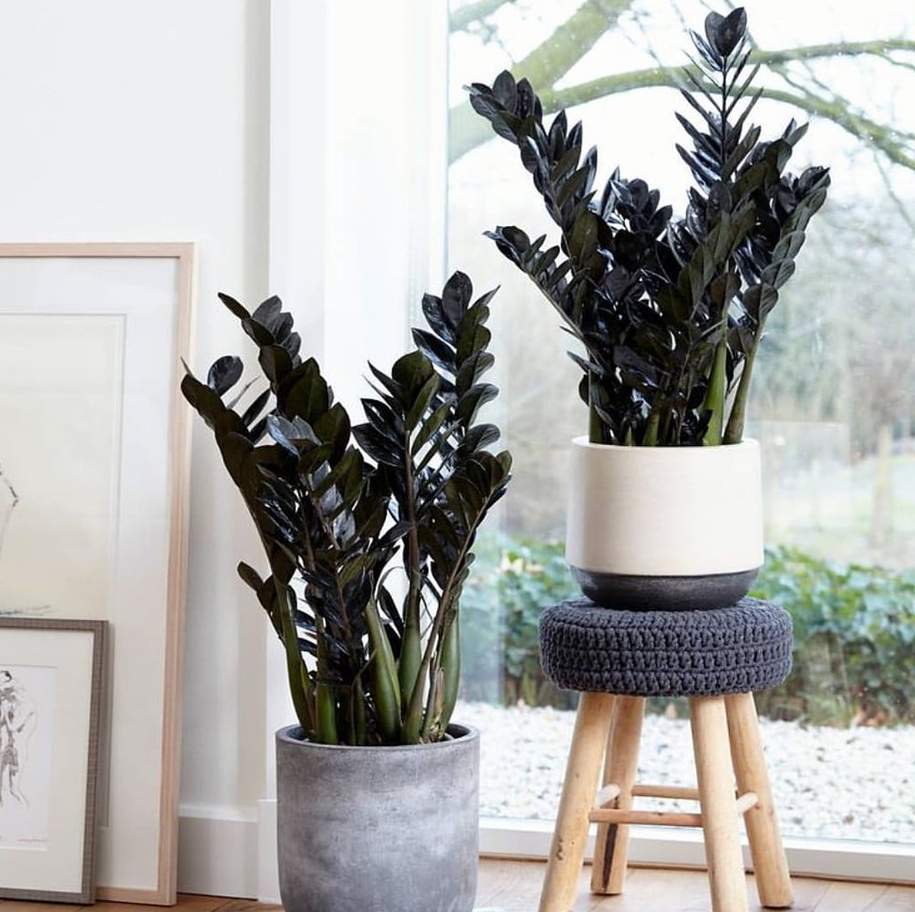 Rare Black Raven Zz Plant Zamioculcas Zamiifolia Dowan 6 Pot Walmart Com Walmart Com Rare Black Raven Zz Plant Zamioculcas Zamiifolia Dowan 6 Pot Walmart Com Walmart Com