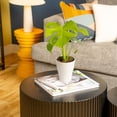thumbnail image 4 of Costa Farms 12" Monstera Golden Compact Live House Plant in 5" Self-Watering Pot, 4 of 10