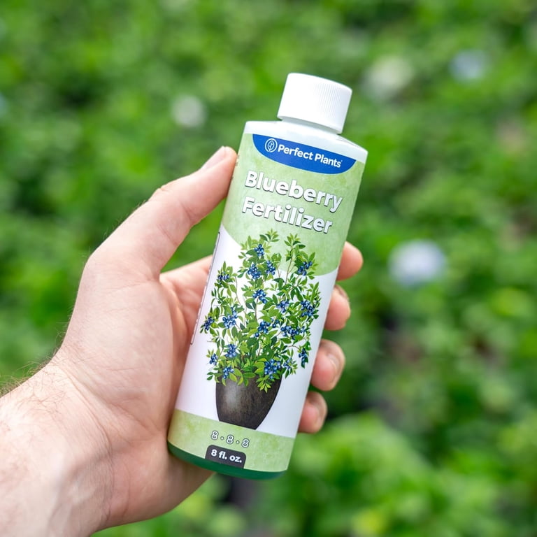 plastic aquarium plants Fully Submerged Aquarium Plants, Freshwater Live Aquarium Plants   PearlingPlants