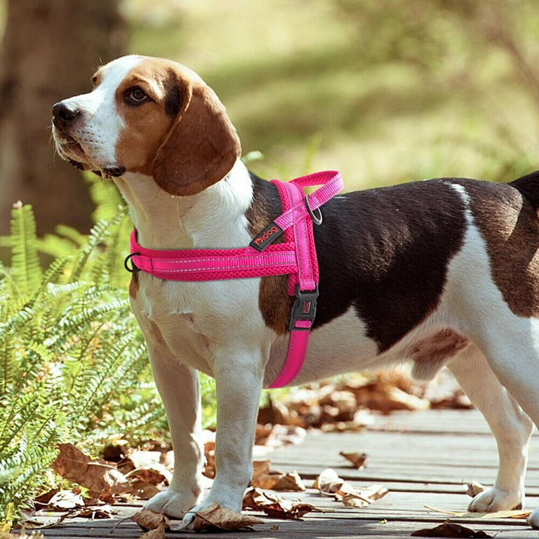Beagle proof harness online