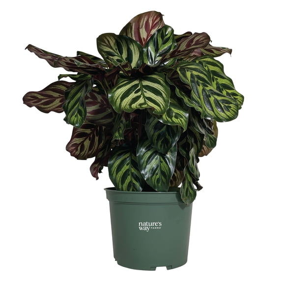 Nature’s Way Farms Calathea Makoyana Indoor Live Plant (12-15in Tall) in Grower Pot
