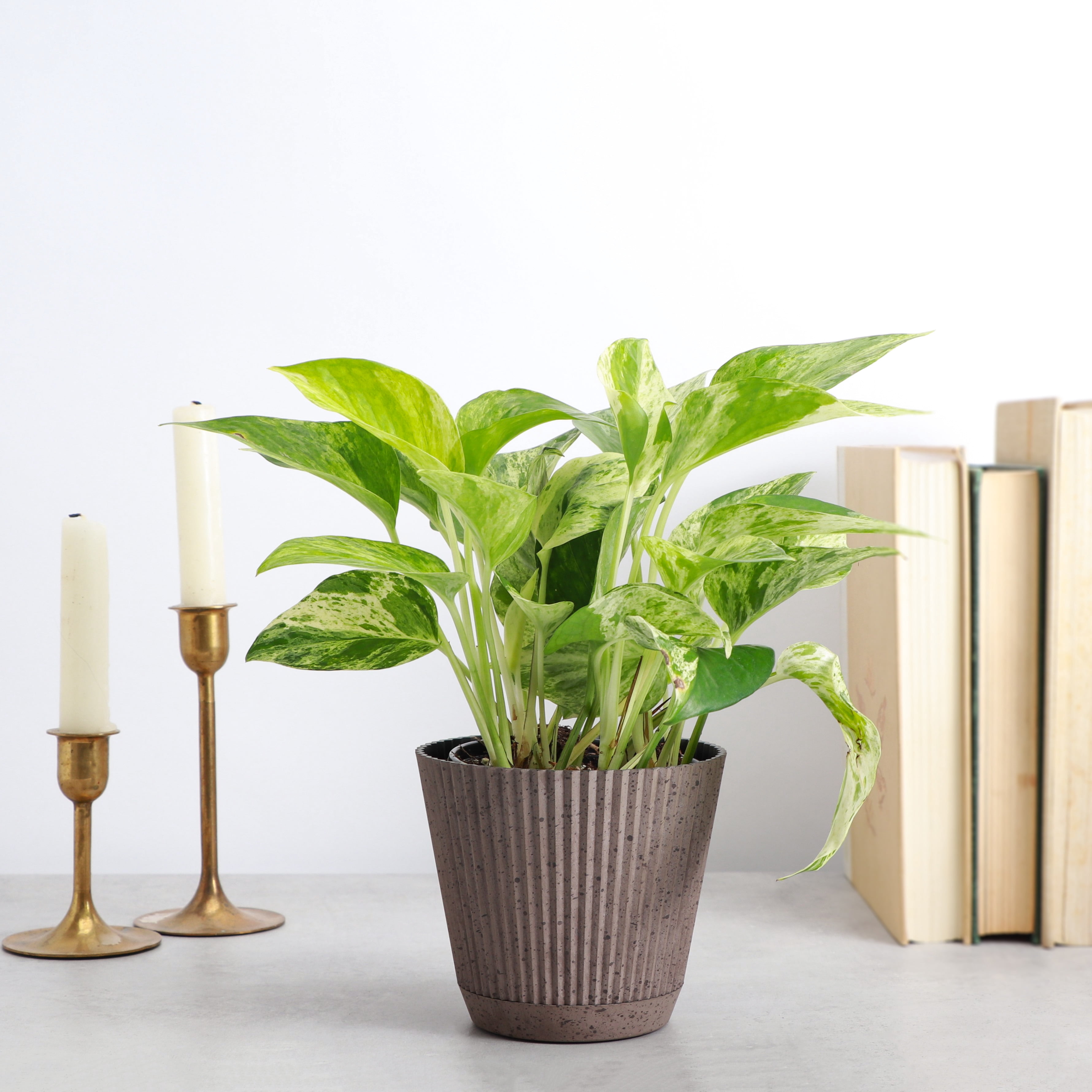 Live Marble Queen Pothos Plant - Variegated Foliage - 4" Decorative Pot Cover - Thorsen's Greenhouse