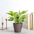 thumbnail image 2 of Live Marble Queen Pothos Plant - Variegated Foliage - 4" Decorative Pot Cover - Thorsen's Greenhouse, 2 of 5