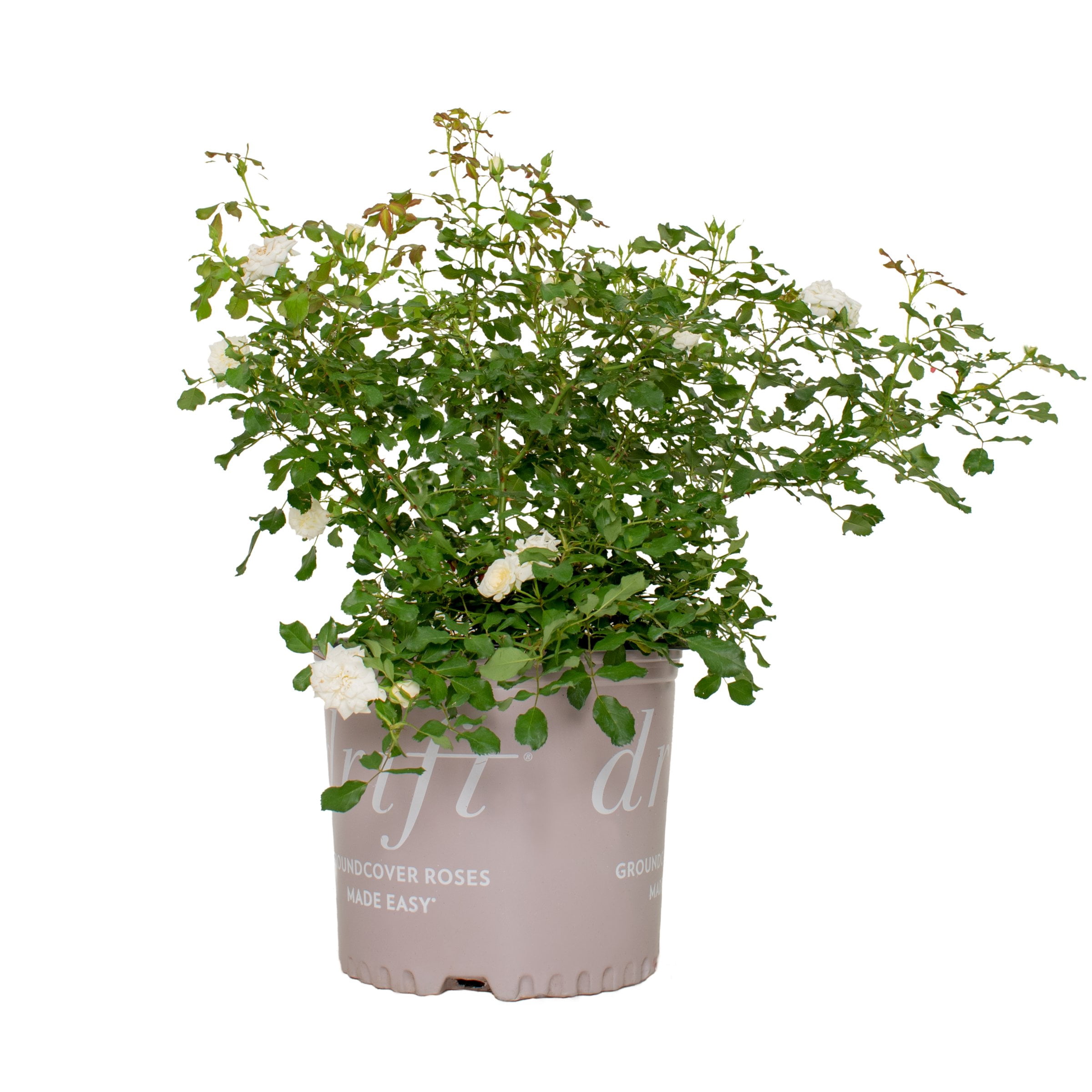 National Plant Network 3 gal Live Shrub Drift Rose White Full Sun with White Flowers