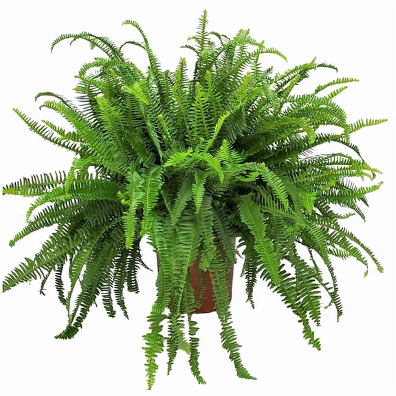 Tropical Plants of Florida 26" to 32" Kimberly Queen Fern; Partial Sun to Partial Shade, Sword Fern