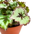 thumbnail image 3 of Begonia sericoneura VAR lindleyana 4 inch Rare, 3 of 3