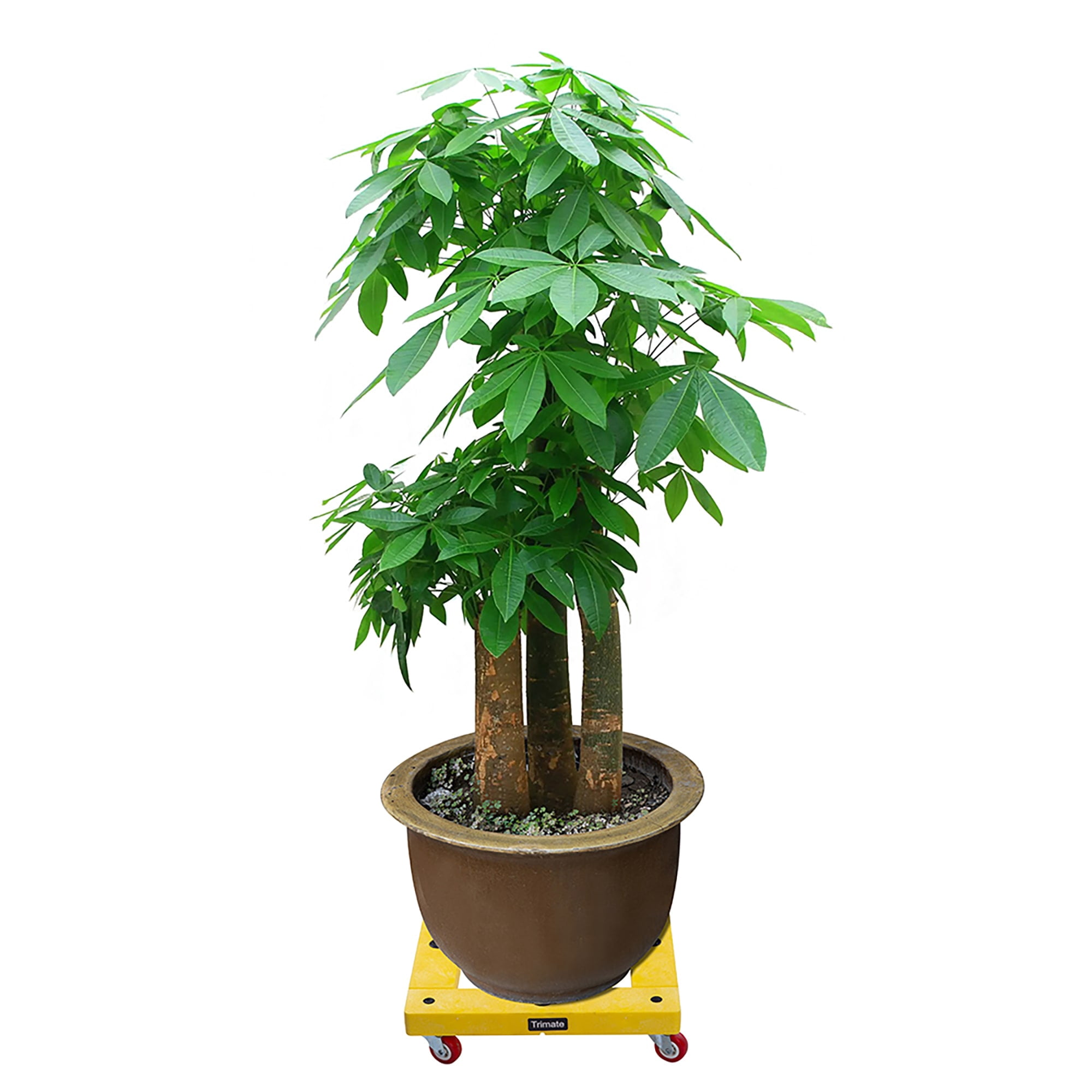 TRIMATE KD Furniture Dolly, 300Lbs Max Weight Plastic 16" x 16" x 4" Dolly