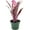 Hallelujah, variant on ragnaroc Live Plants – Bromeliad Billbergia Hallelujah, 6-12" in 4" Pot - 1ct - Live Arrival Guaranteed - House Plants for Home Decor & Gift