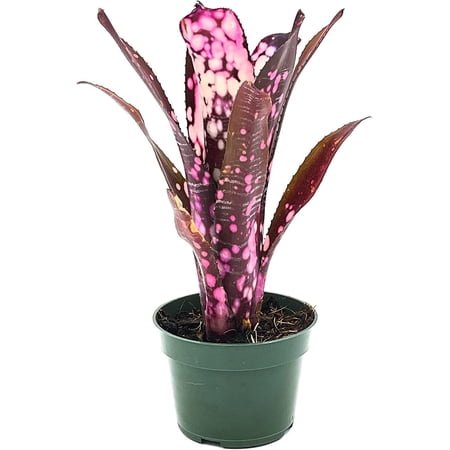 ragnaroc Live Plants – Bromeliad Billbergia Hallelujah, 6-12" in 4" Pot - 1ct - Live Arrival Guaranteed - House Plants for Home Decor & Gift