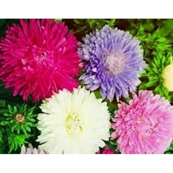 Aster, Giants of California 200 Seeds Beautiful Vivid Bright Blooms