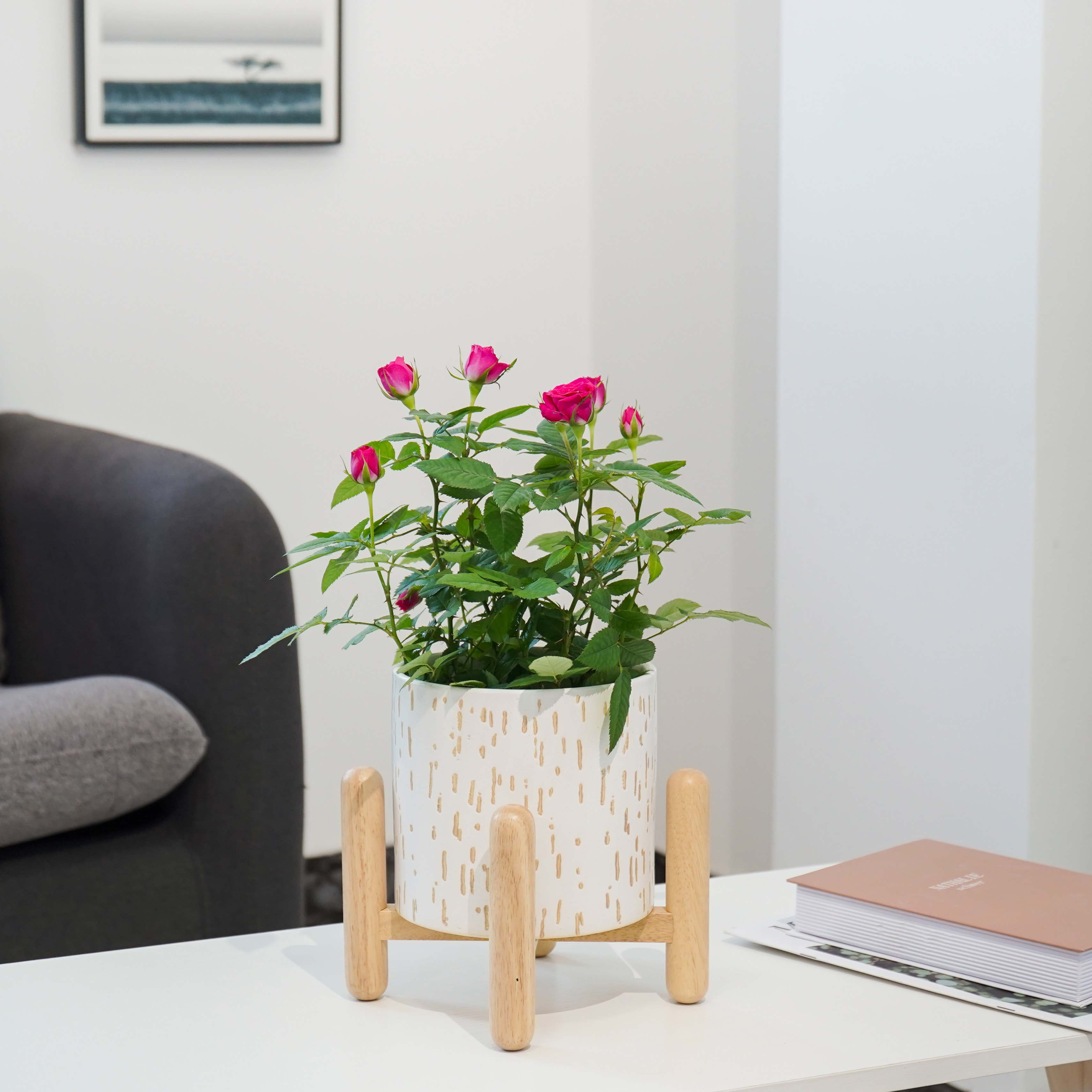 Better Homes & Gardens 6"D x 5.5"H Ceramic & Wood Planter & Stand Set, White