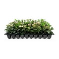 thumbnail image 2 of Viburnum Spring Bouquet  40 Live Plants  Viburnum tinus  Evergreen Flowering Shrub  Compact Ornamental Hedge for Landscaping, 2 of 9