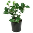 thumbnail image 2 of National Plant Network 1 gal Professor Sargent Camellia Japonica Live Shrub with Partial Shade, 2 of 6