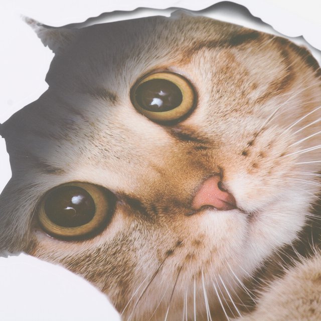 Langgg Cartoon Cute Cat 3D Wall Decorative Stickers Toilet Paste Cover Stickers 21*29cm