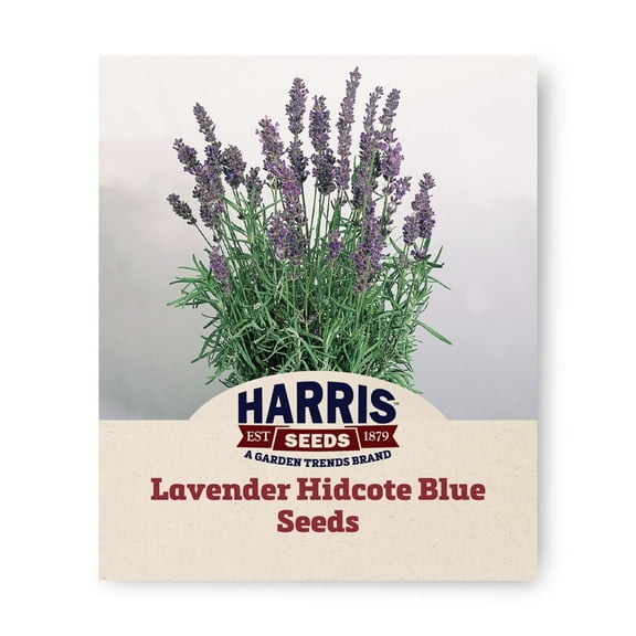 Harris Seeds - Lavender Hidcote Blue Perennial Seeds | Purple Blue Flowers - 500 Seeds