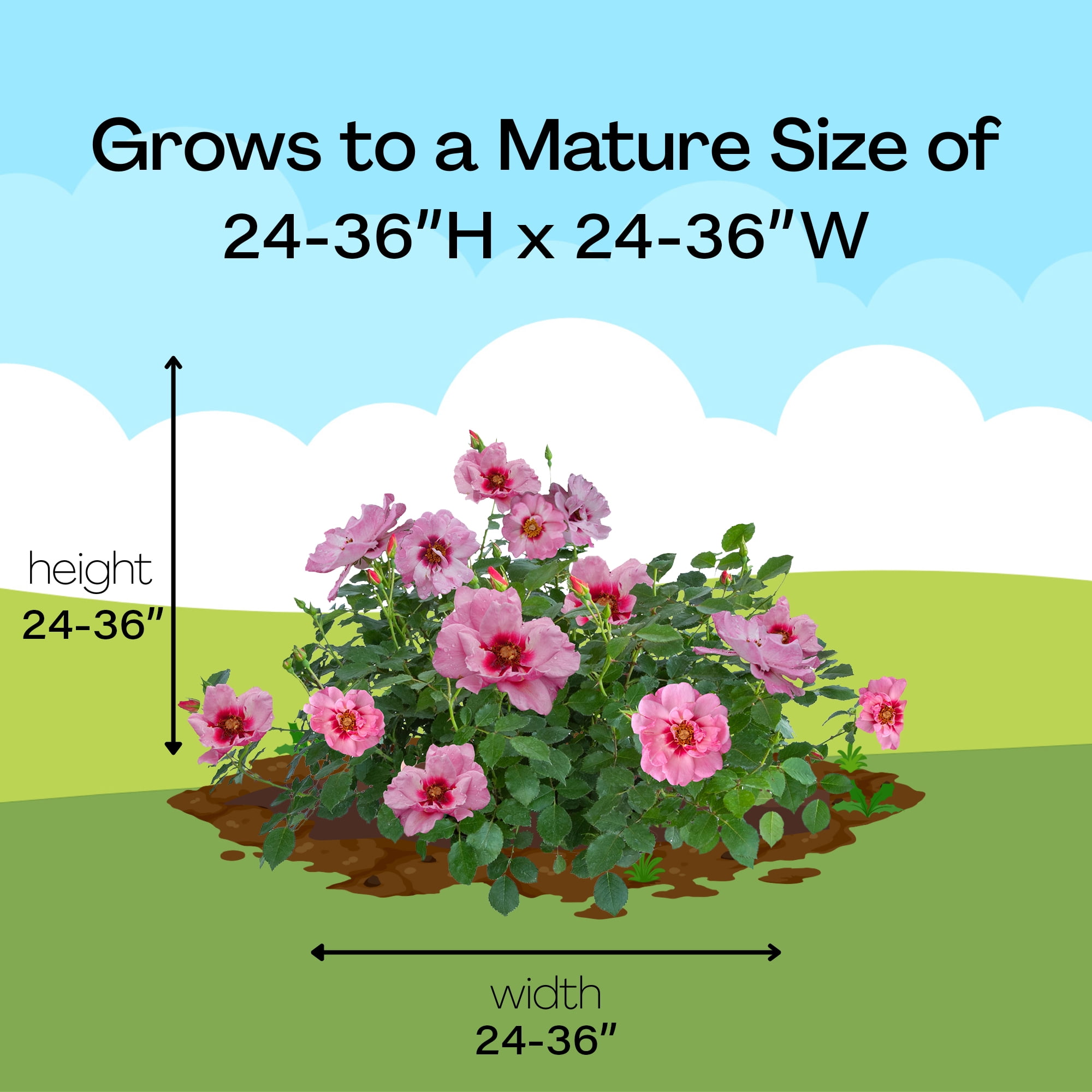 Proven Winners ColorChoice Ringo Double Pink Rose Live Shrub (2 Gallon)