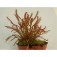 thumbnail image 5 of 10 CARNIVOROUS SUNDEW PLANT Drosera Flower Seeds, 5 of 5