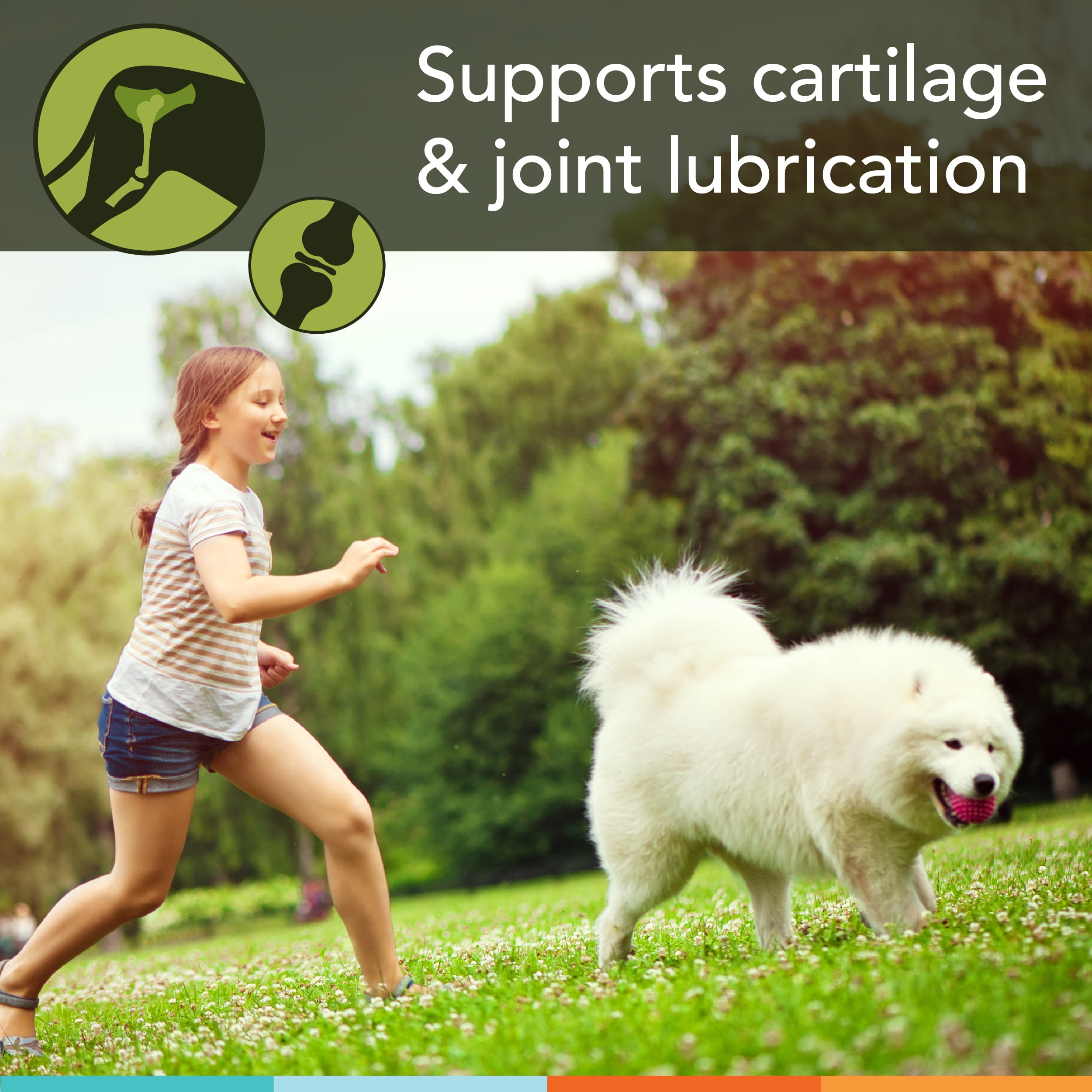 Joint Health Supplement for Dogs : RJX Powder (144g) : Concentrated Glucosamine, Chondroitin, MSM
