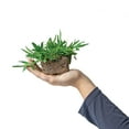 thumbnail image 3 of SodPods St Augustine Palmetto Grass Plugs (32 Count) Natural, Affordable Lawn Improvement, 3 of 5