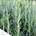 thumbnail image 3 of Live Aromatic and Edible Herb - Rosemary (4 Per Pack), Naturally Improves Breathing and Air Quality, 8" Tall by 3" Wide in 1 Pint Pot, 3 of 4