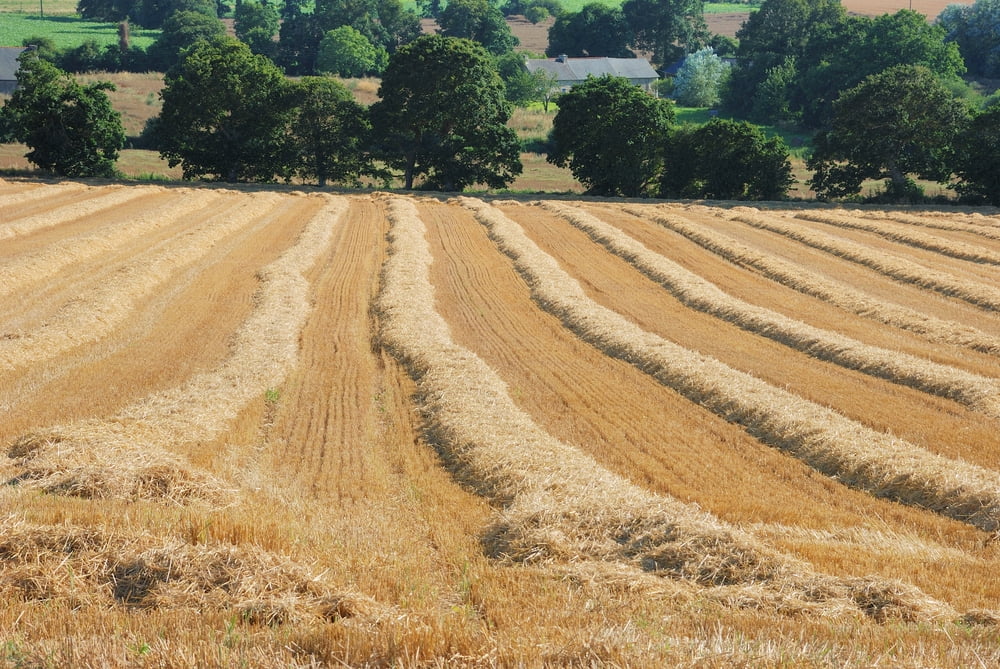 Premium 100% Natural Straw for Animal Bedding, Garden Mulch, Compost & Fertilizer, and Grass Cover (Compressed Bale)